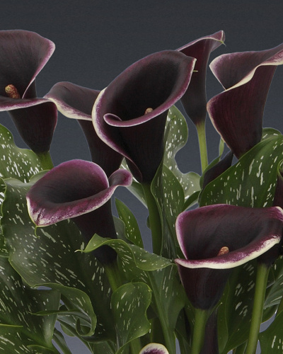 ZANTEDESCHIA DUBAI NIGHTS 25 kusov